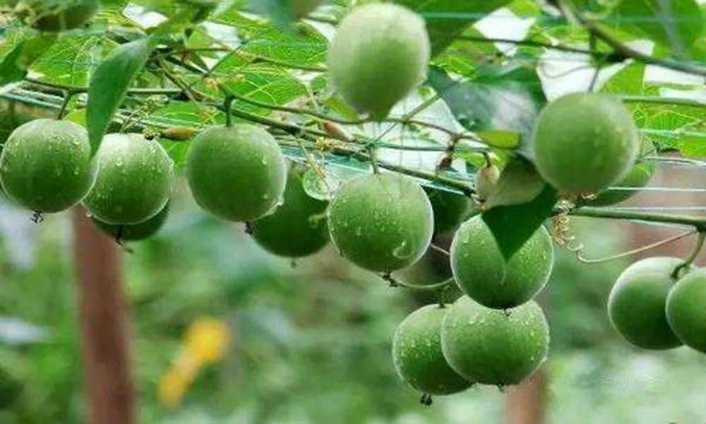Hạt giống la hán quả