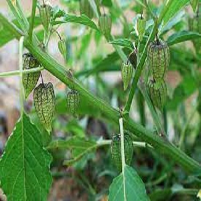 cây giống cây thù lù