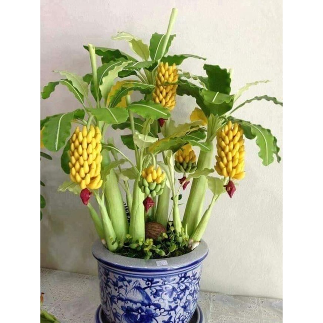 Chuối cảnh mini ( trồng tiểu cảnh + có quả ăn được ạ )