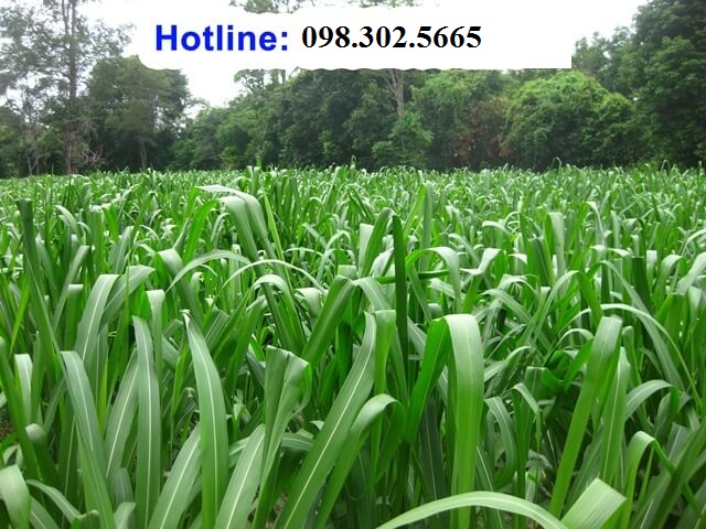 1 kg hạt giống cỏ xả lá lớn mobasa ghine - cỏ chăn nuôi