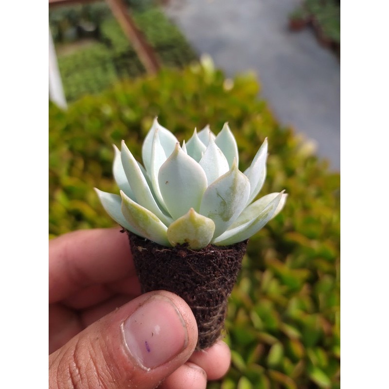 SEN ĐÁ NGỌC TRING SIZE MINI SIÊU KHỎE ĐẸP LỖI 1 ĐỔI 1