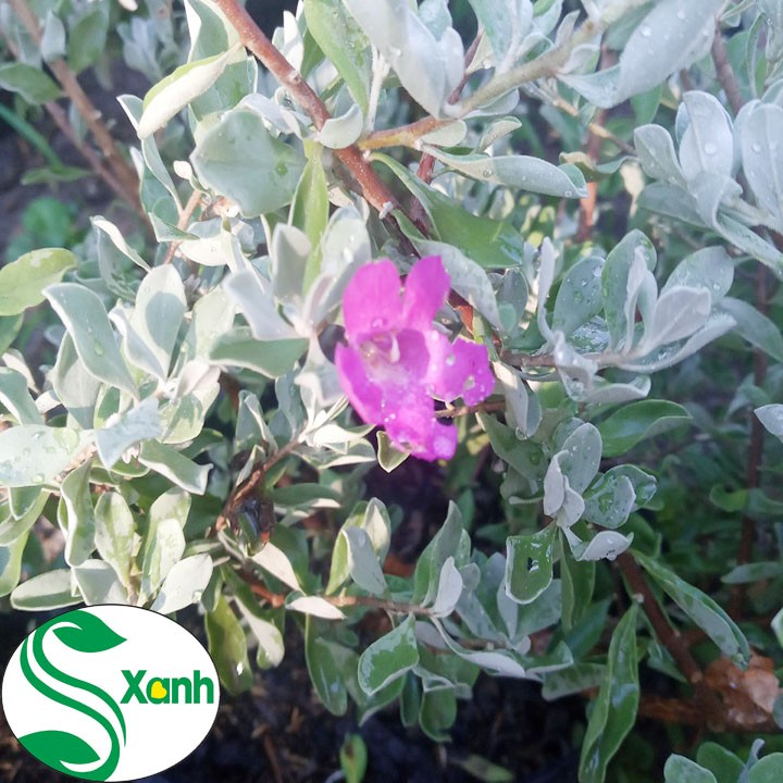 Cây Tuyết Sơn - Cây Tuyết Sơn Phi Hồng