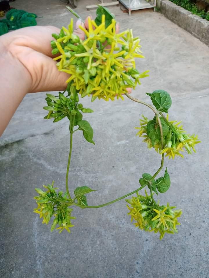 Cây giống hoa thiên lý