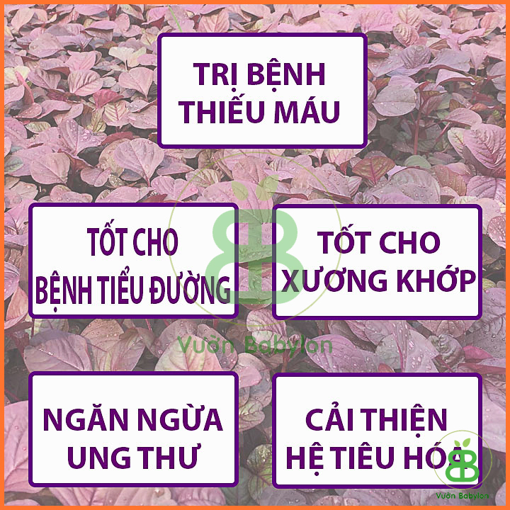 20GR Hạt Giống Rau Dền Đỏ Giàu Dinh Dưỡng