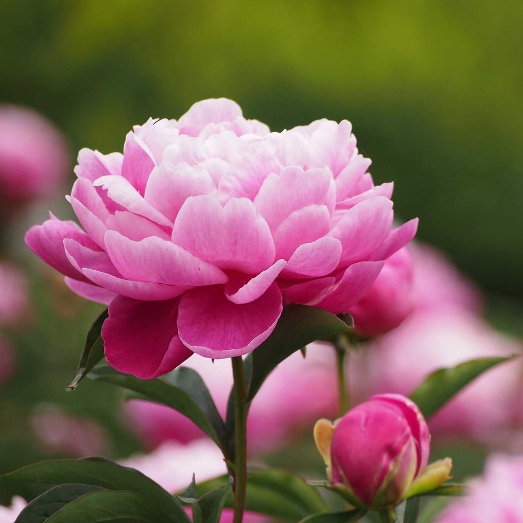 [HCM]Hạt Giống Hoa Mẫu Đơn Mix - Peony Seeds Mix