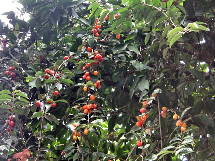 Combo 5 cây nhót ngọt