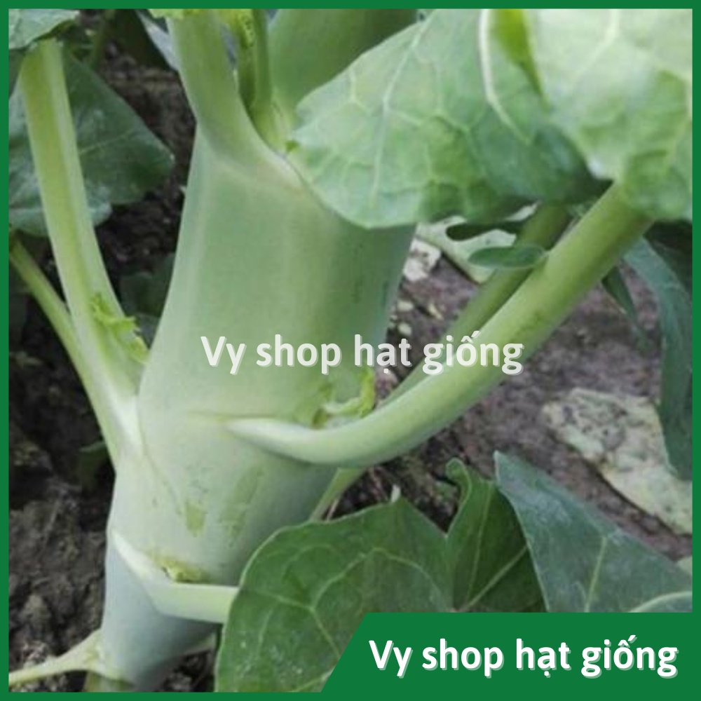 Hạt giống cải làn (cải rổ) thân mập Thái Lan gói 1100 hạt