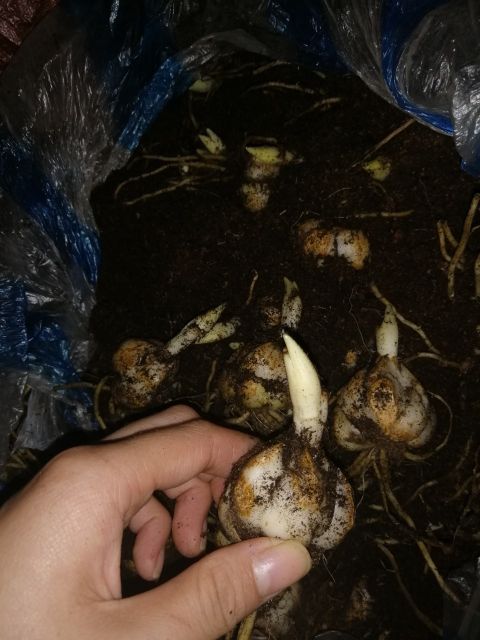 Combo 10 củ hoa ly lùn đủ màu