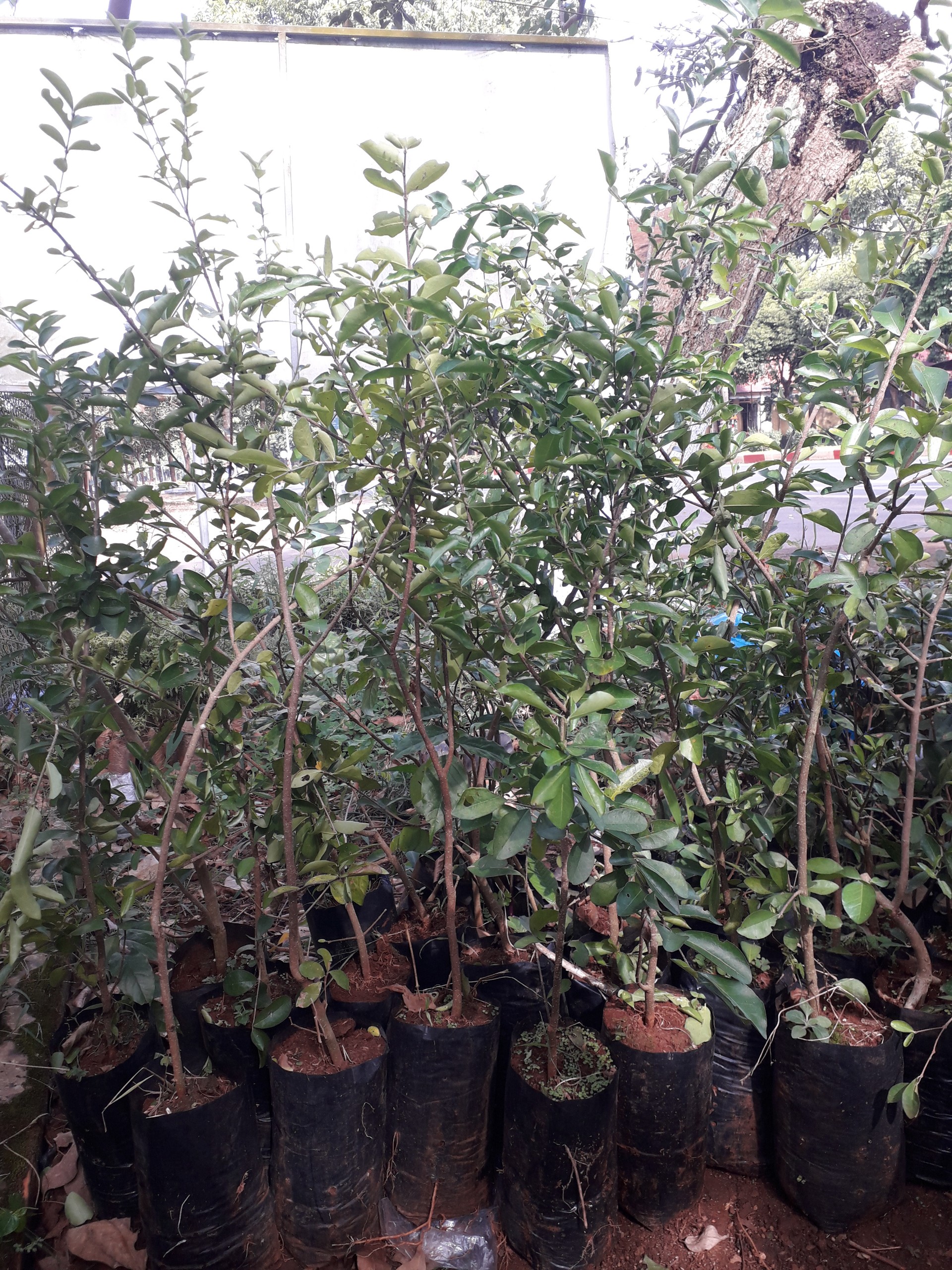 CÂY GIỐNG SƠ RI NGỌT THÁI LAN [ CÂY ĐẸP ĐÃ TRƯỞNG THÀNH BẦU TO, CAO HƠN 1M NHƯ HÌNH  ] [ GHN Express ]