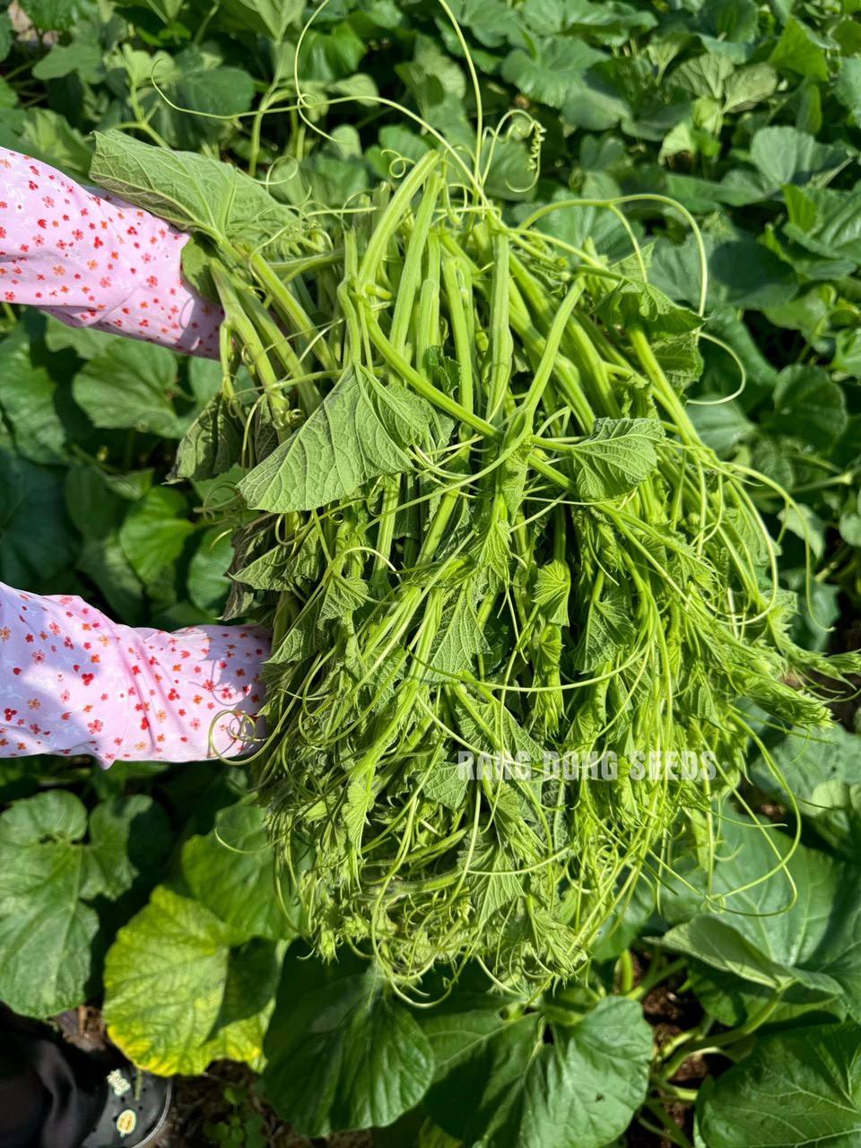 [Seeds] Hạt giống bầu siêu ngọn RD407, đóng gói 5gr (khoảng 30 hạt)