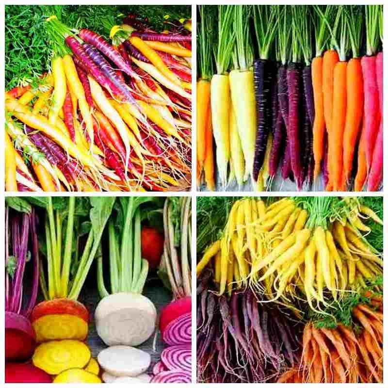 Rainbow carrot seeds - Sale Off