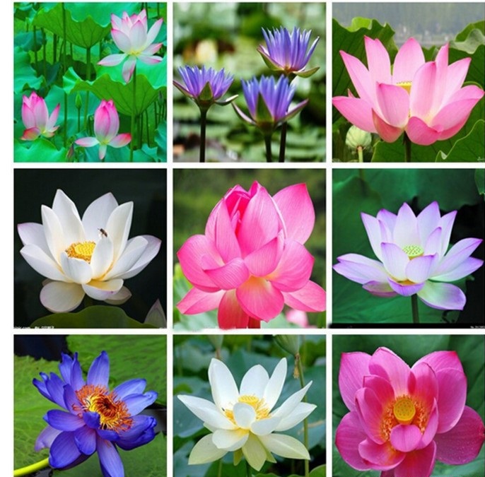 1 Hạt Giống Hoa Sen Nhật Mini màu hoa ngẫu nhiên