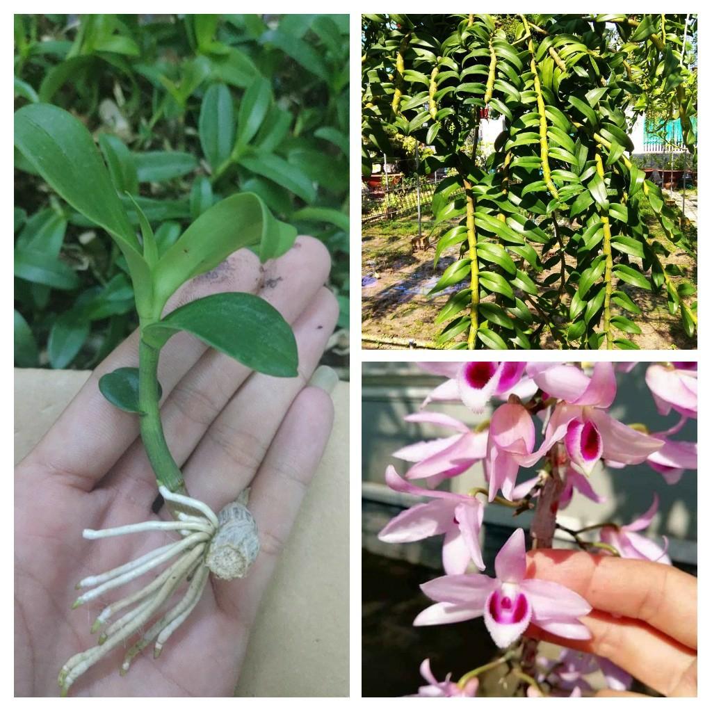 Kie Phi Điệp Nù Lai Châu nổitiếng, Giống rất ít người có Thân lá to và đẹp... Nuôi giỏi có thể đạt phi 21 Hoa to thơm... Rất khoẻ phát triển mạnh...