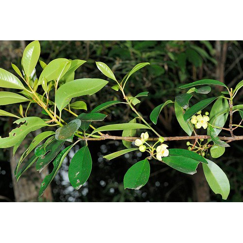 CÂY GIỐNG QUẢ DỌC NẤU CANH CHUA
