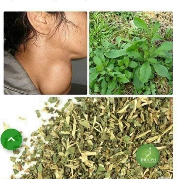 (Dược liệu khô) Cây Cải trời (còn có tên Kim đầu te) phơi khô 500g