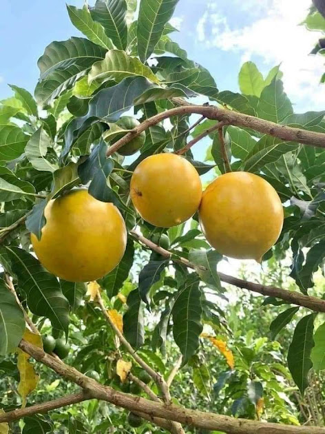 Cây giống vú sữa Hoàng Kim