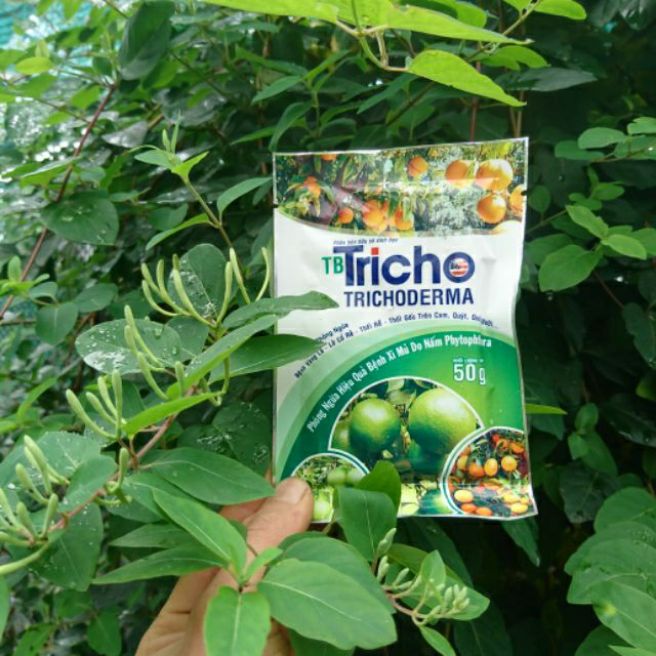 Nấm đối kháng trichodema nhập Mỹ