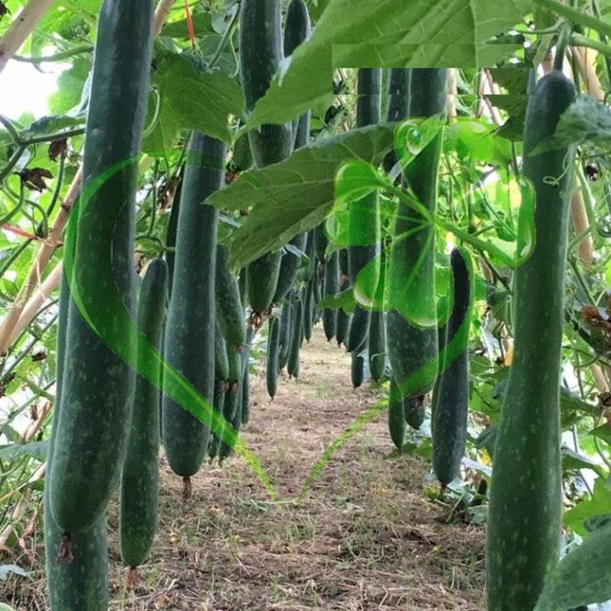 Hạt giống bí đao chanh, bí sặt - gói 1 gram