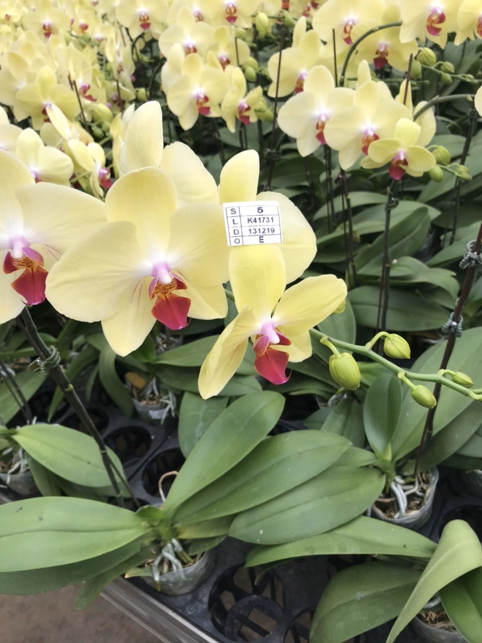 Combo 10 Lan hồ điệp 10 màu Hoa đại, cây tơ Hàng Việt Nam 100%