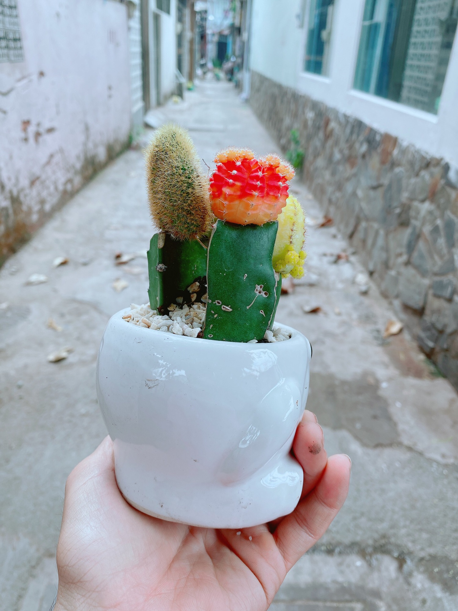 Chậu xương rồng tiểu cảnh