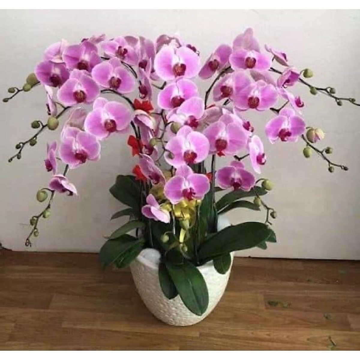 HOA LAN HỒ ĐIỆP CÂY đẹp cốc 2.8