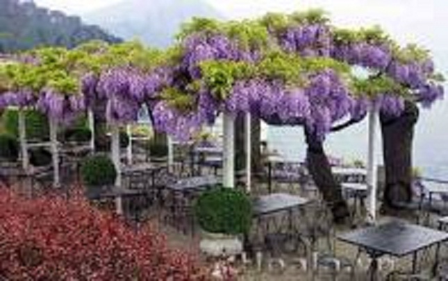cây giống hoa tử đằng thân gỗ (tem chuẩn giống)