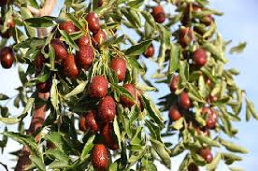 1 CHẬU TÁO ĐỎ, TÁO TÂN CƯƠNG
