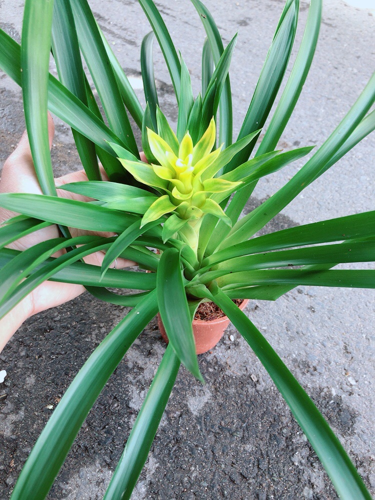 Cây Phát Lộc Hoa Màu Vàng