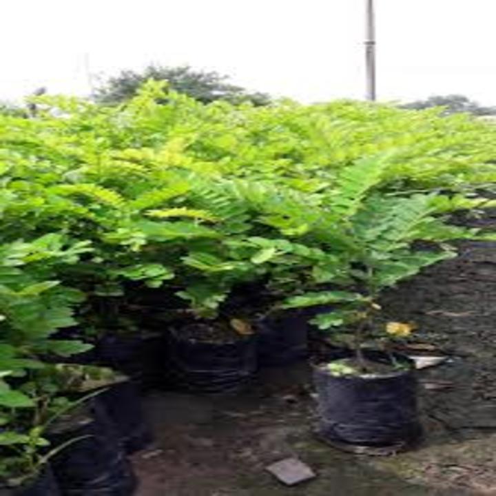 COM BO 4 Cây Muồng Hoa Đào Giống Mới