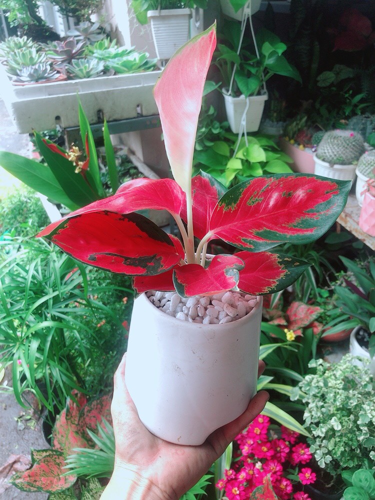 [HCM]Chậu Cây Phú Quý Đỏ