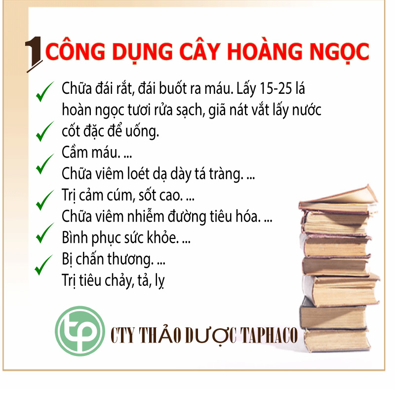 Trà hoàn ngọc khô - Tấn Phát túi lớn loại 500g - hỗ trợ cải thiện hệ tiêu hóa