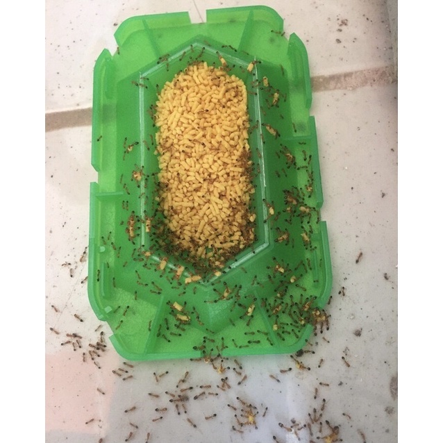 Thuốc diệt kiến Super Koroki vỉ 2 hộp Nhật Bản