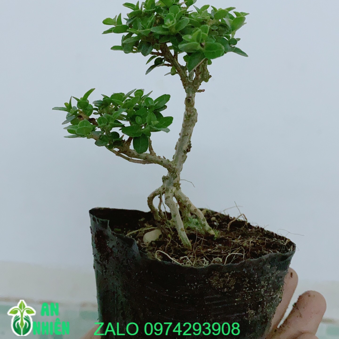 [HCM]Cây Sam Hương Bonsai Mini