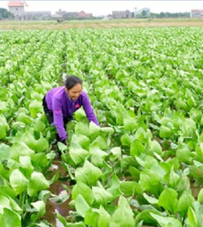 Hạt giống trạch tả - ( cây dược liệu 50 hạt)