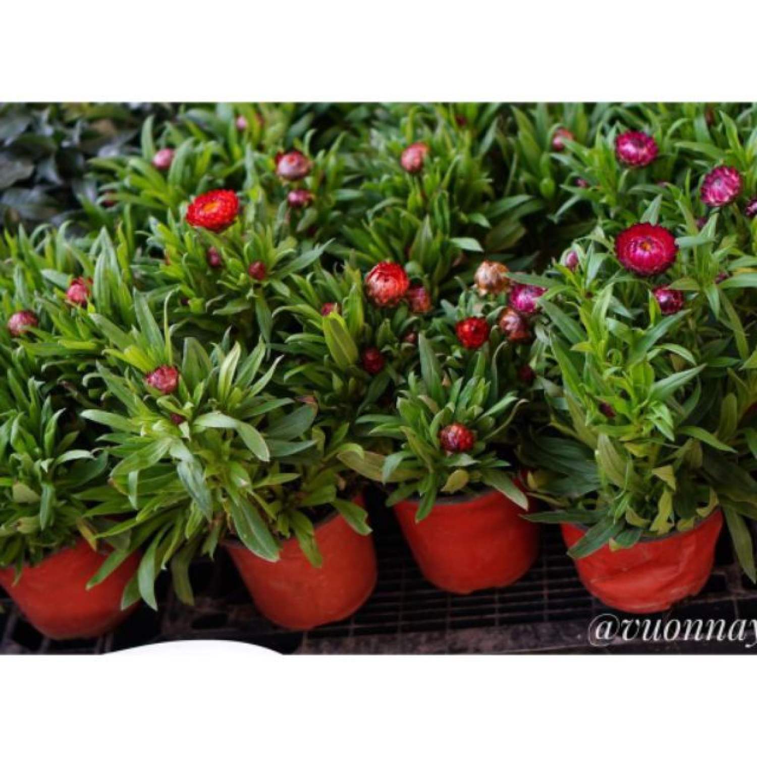 MA143 Hạt Giống Hoa Cúc Bất Tử Mix Nhiều Màu (50 Hạt)