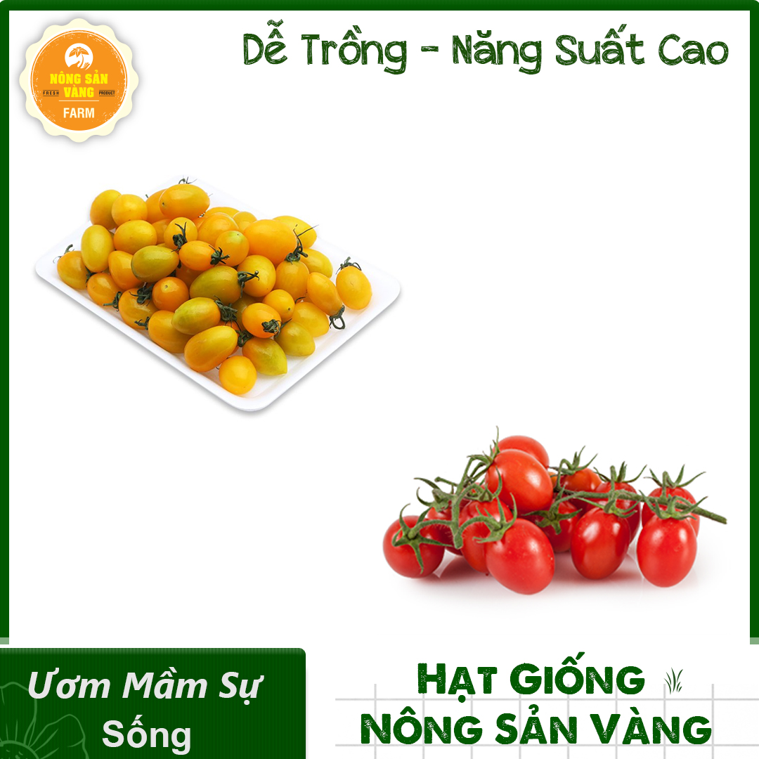 Combo 2 tomato seeds (cherry tomato yellow dwarf-Red Cherry Tomato dwarf), đẹp eye for false fruit, seeds germination good, suitable with climate Vietnam-shallow gold