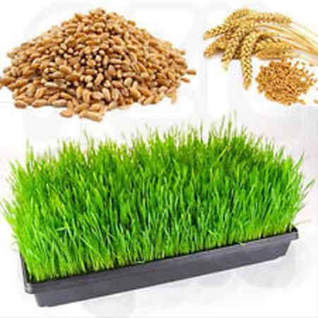 Hạt Giống Mầm Lúa Mạch ( Lúa Mì ) CT234 - Gói 100 gram