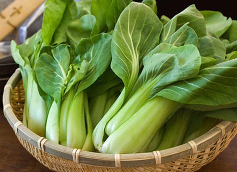 Hạt giống cải thìa khổng lồ Thái Lan