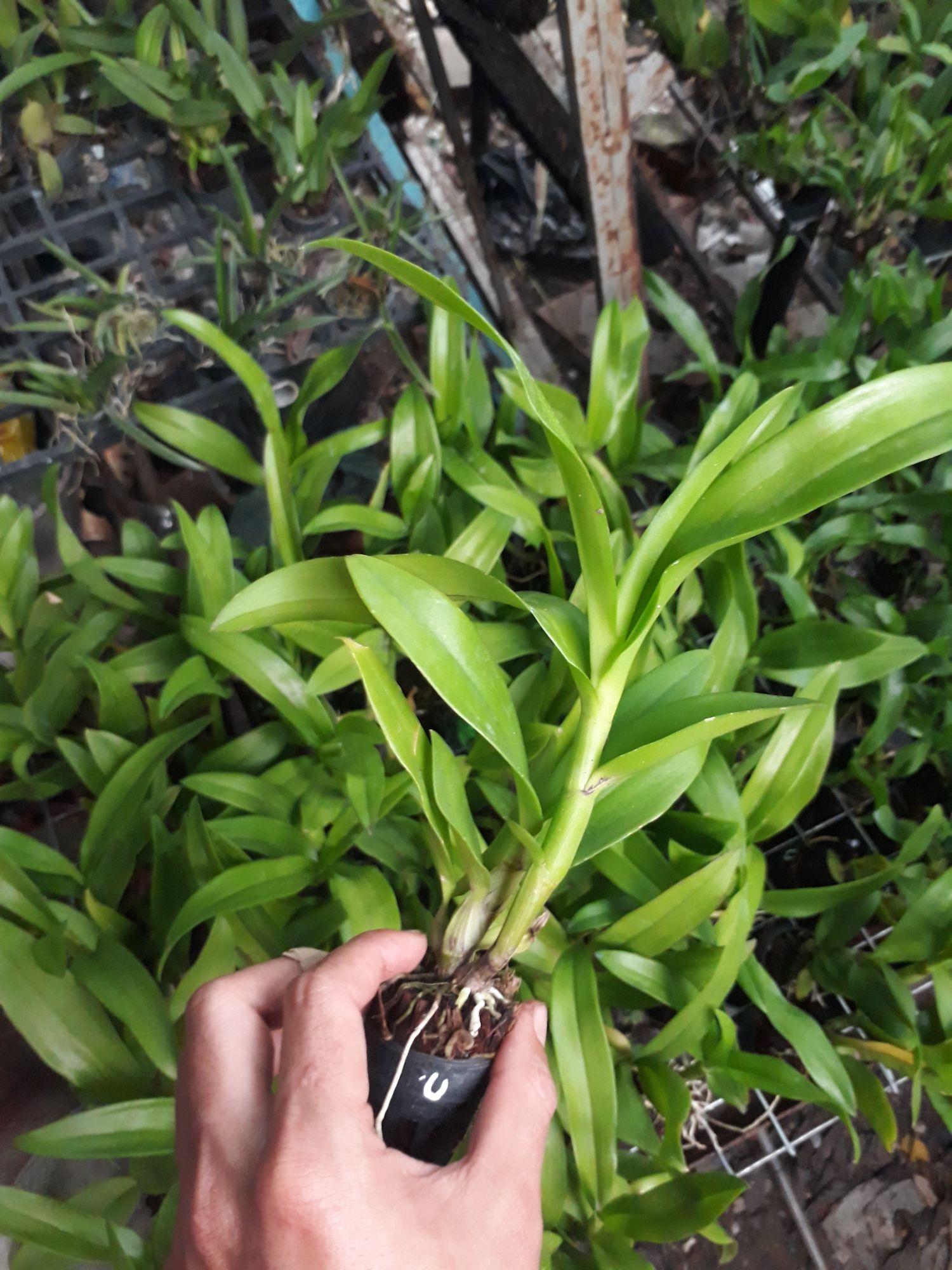 combo 9 loại denro nắng