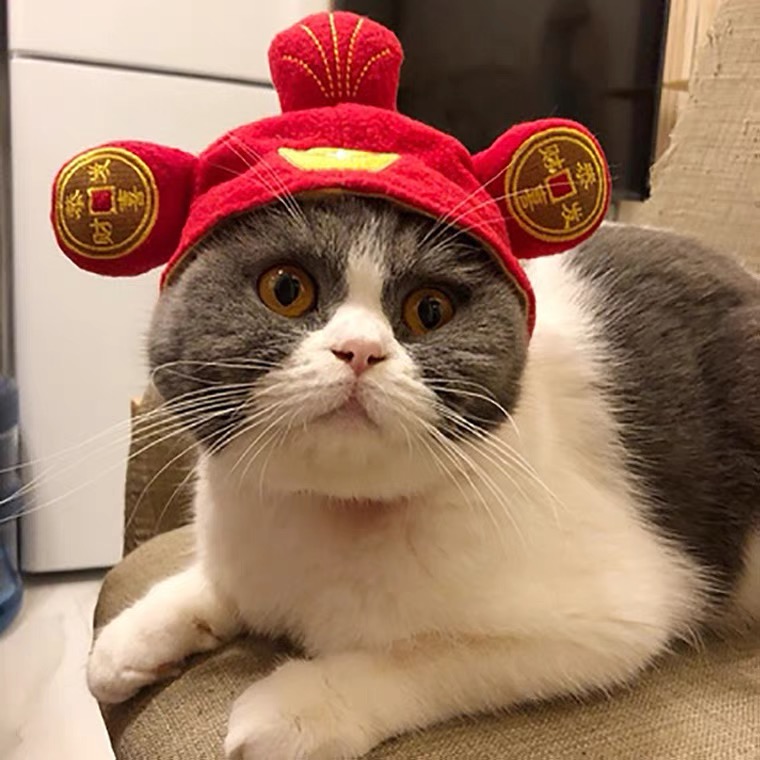 Nón mũ cho thú cưng đội đầu dễ thương cao cấp