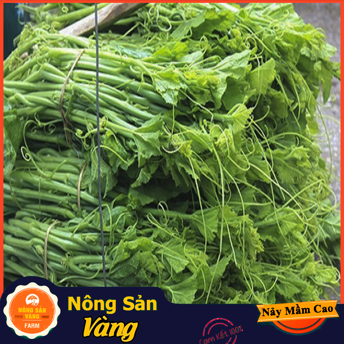 Hạt giống Bí Siêu Ngọn Bí Lấy Ngọn ( Gói 10Gram ) - Nông Sản Vàng