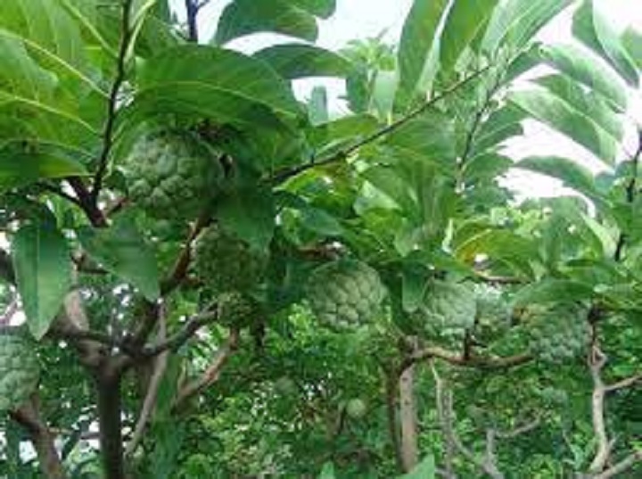 Cây giống na dai, na ta, na dai ta, giống na dai lạng sơn. cây giống na dai chuẩn f1, giống na dai chất lượng.