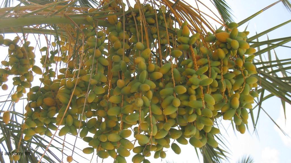 500gr Chà Là Ai Cập Sấy Dẻo NATURAFOOD