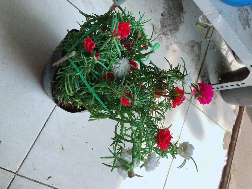 Hoa mười giờ mỹ