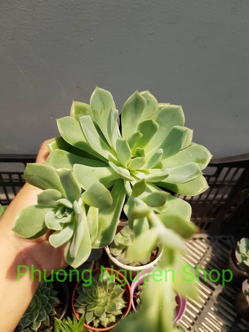 Sen Đá Mặt Trăng - Loại Trung