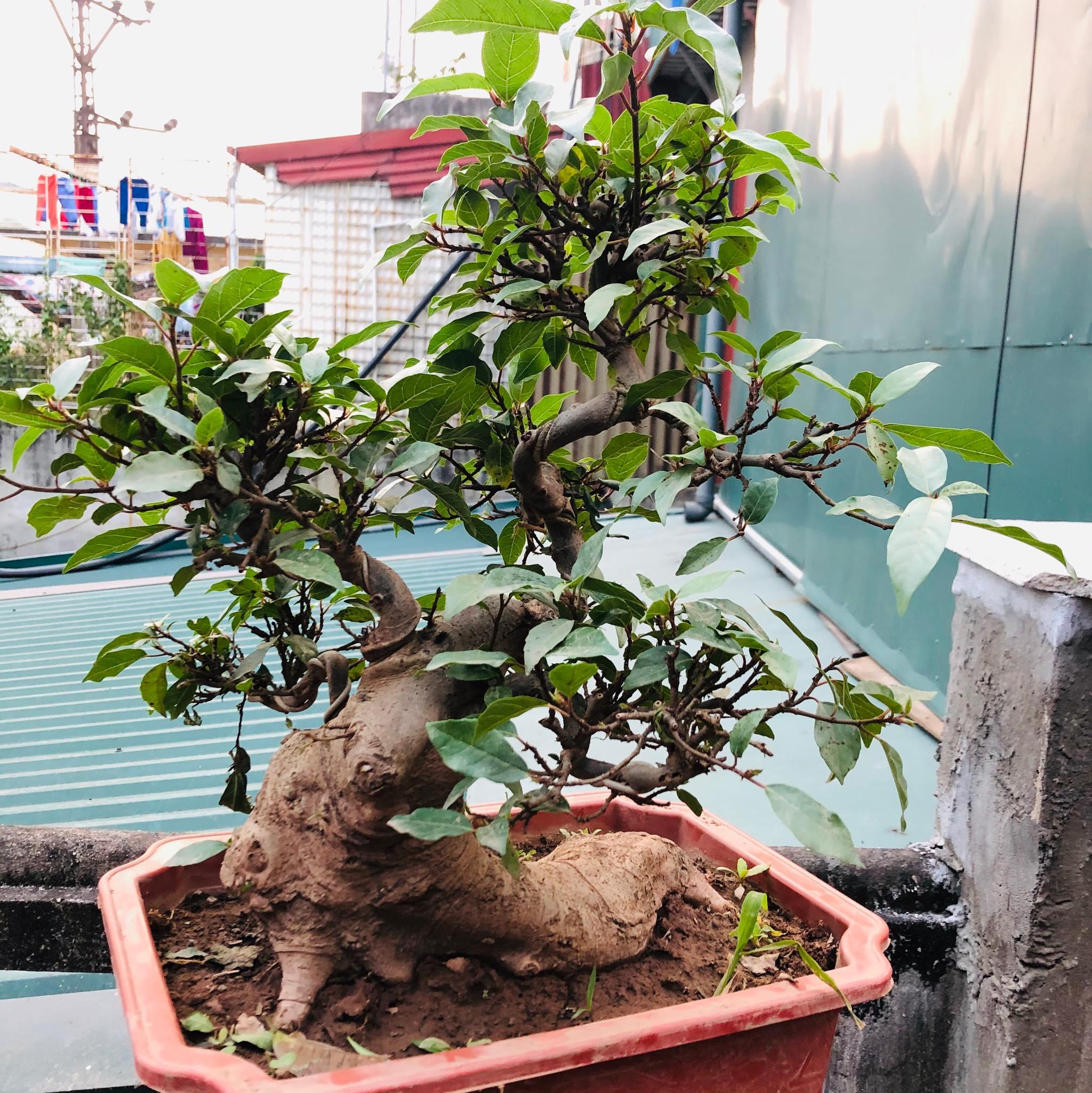 Cây sung bonsai 2
