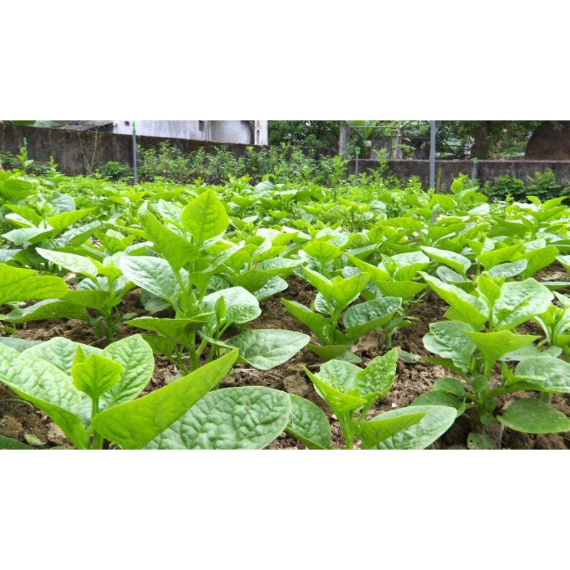500g Phân gà viên nén Nhật Bản (xúc lẻ 500g đóng túi zip)