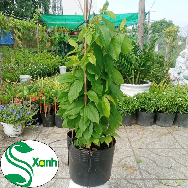 Cây Hoa sử Quân Tử - Trang Leo