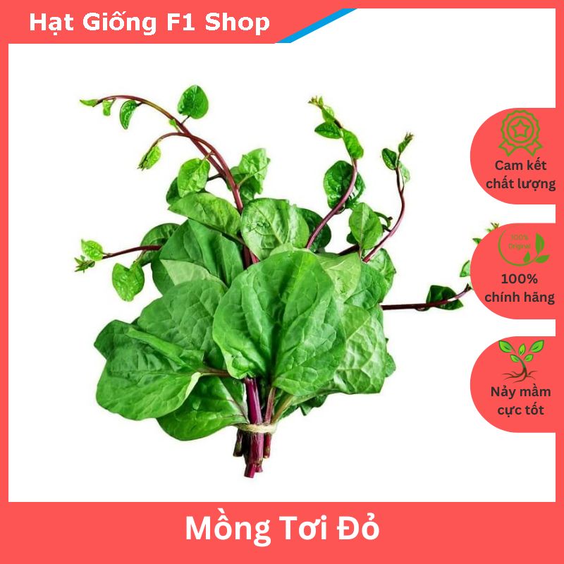 Hạt Giống Rau Mồng Tơi Đỏ Dễ Trồng