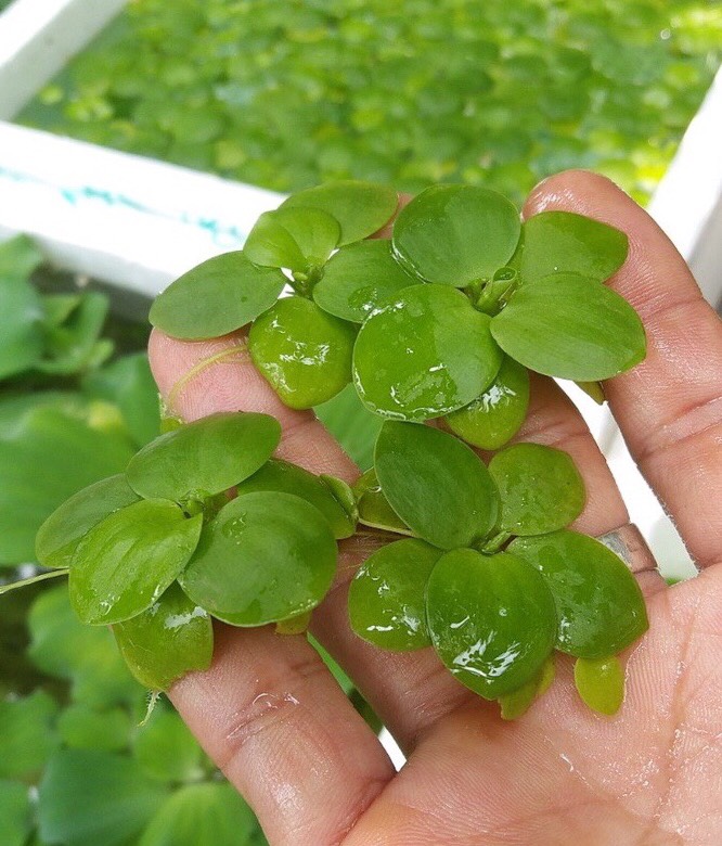 Bèo nhật lọc nước 11 cây- trang trí bể cá